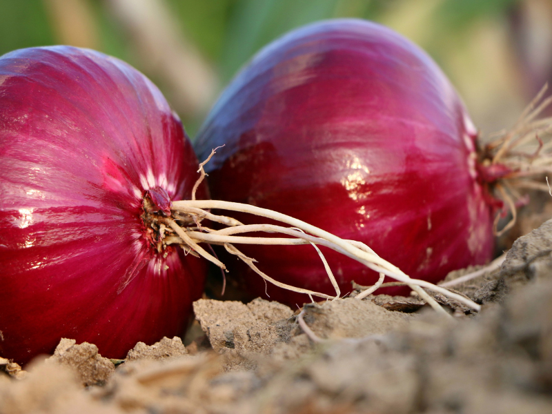 Onion base for regrowth